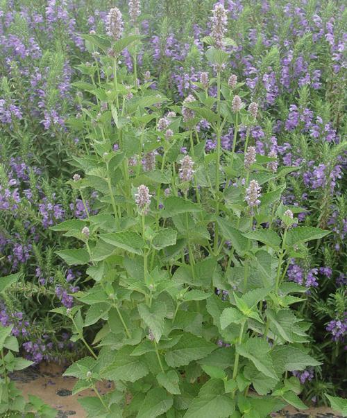 供應(yīng)鐵嶺泓源魚(yú)香草汁