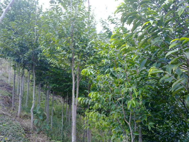 供應(yīng)植物黃金女兒香樹