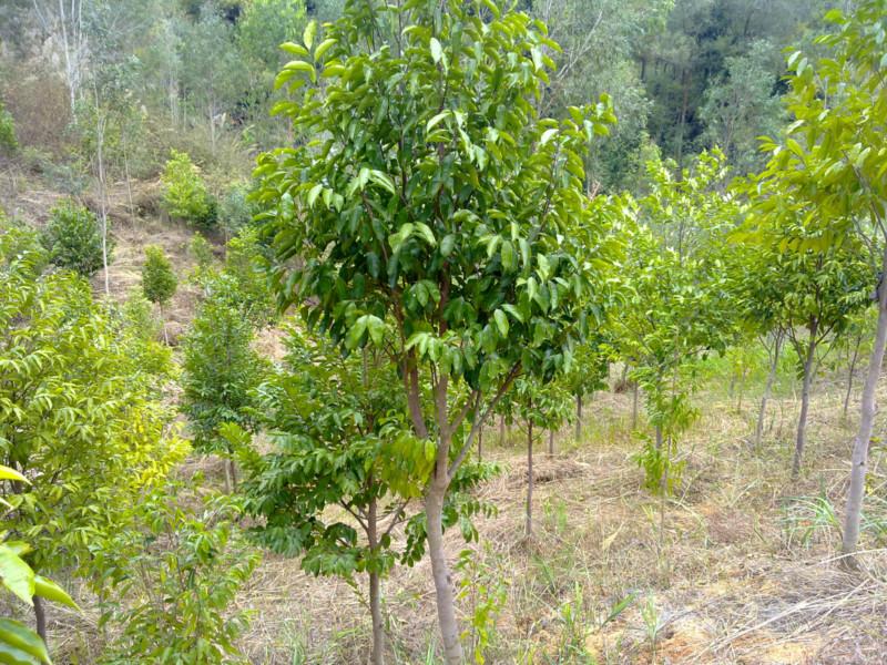 供应广州土沉香树