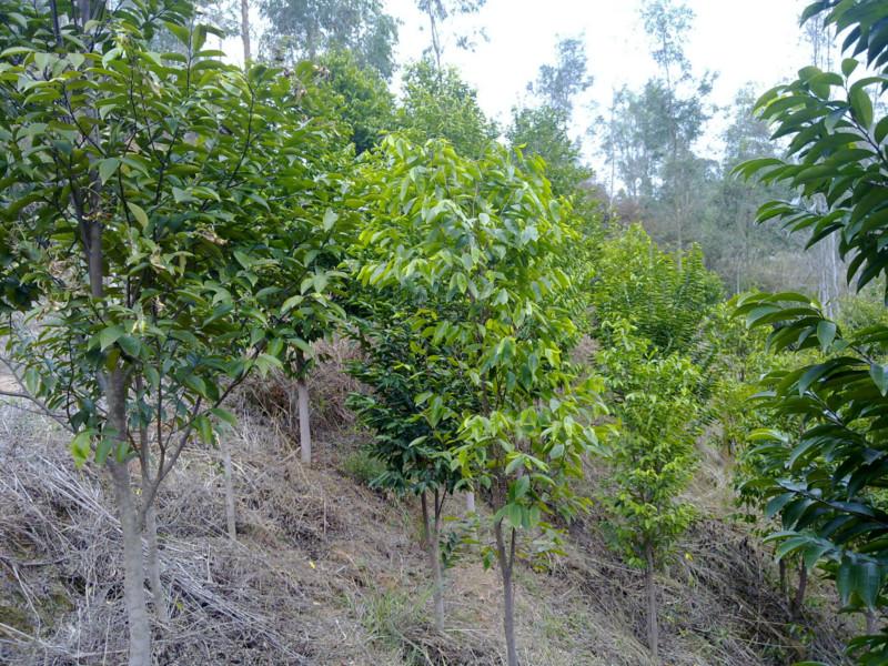 供應(yīng)廣西白木香價(jià)格