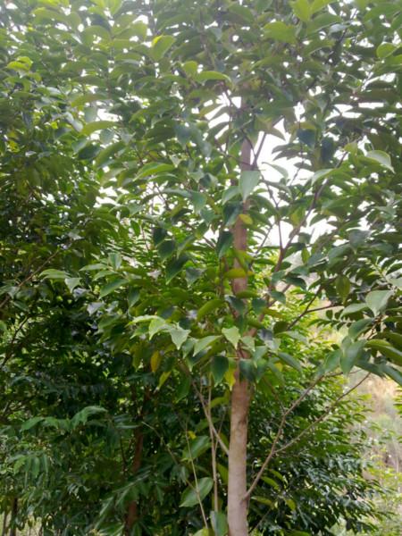 供應(yīng)白木香樹產(chǎn)地