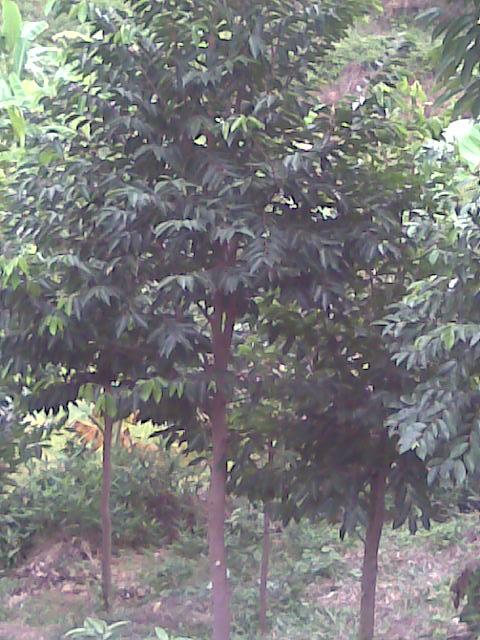 供應植物黃金土沉香樹