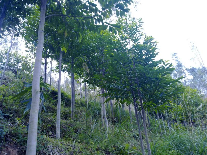 供應白木香樹報價