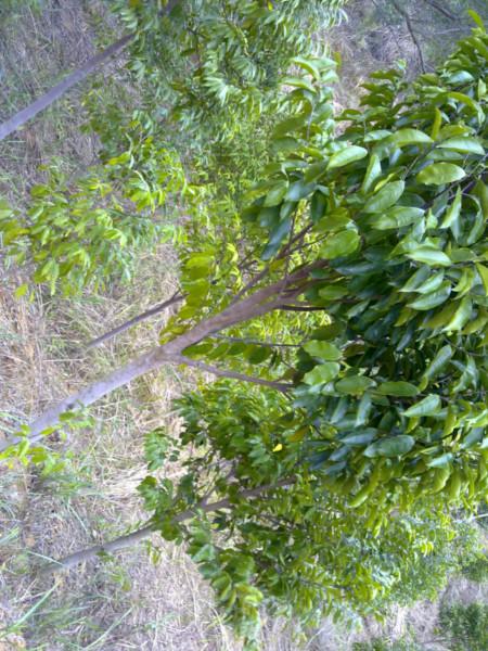 供應(yīng)海南沉香報價