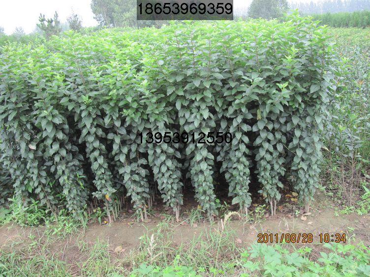 大量供應(yīng)甜茶毛苗、甜茶根、甜茶芽苗、甜茶成苗