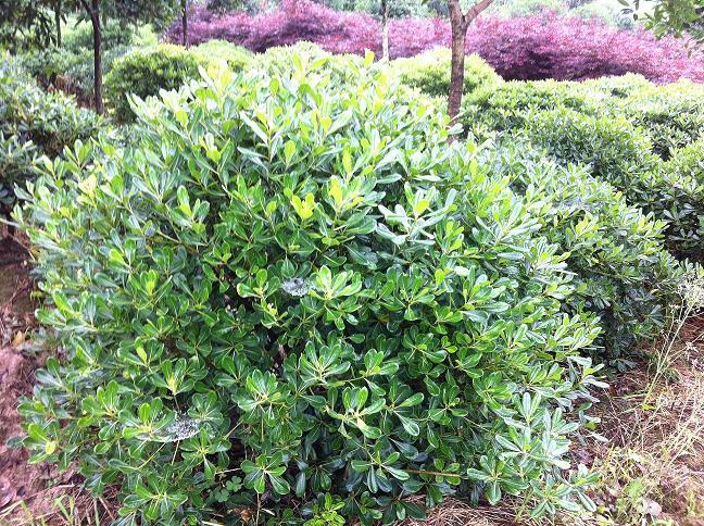 供應(yīng)海桐球  四川海桐球 四川海桐球基地