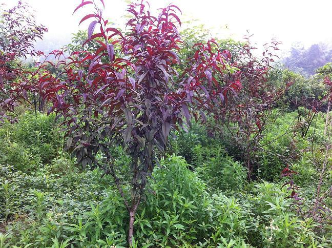 供應重慶苗木基地出售夏鵑