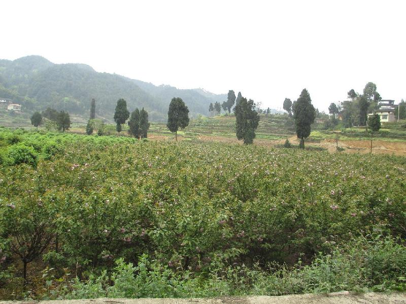 供應(yīng)重慶花卉苗木批發(fā)基地出售銀杏
