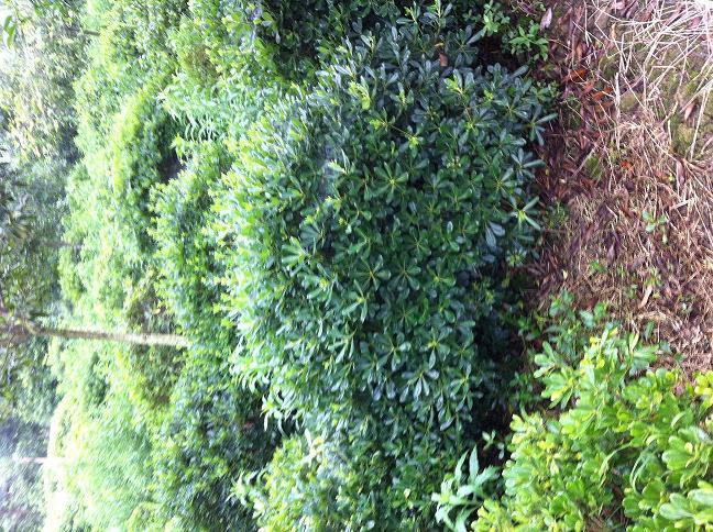 供應(yīng)重慶花卉苗木批發(fā)基地出售夏鵑