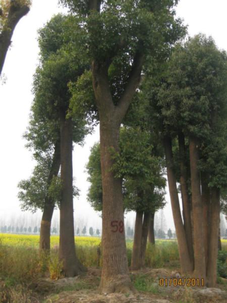 湖北欒樹香樟苗木處理圖片
