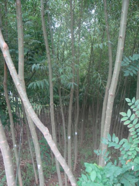 供應(yīng)運(yùn)城花椒苗經(jīng)銷商-運(yùn)城花椒苗批發(fā)-運(yùn)城花椒苗電話
