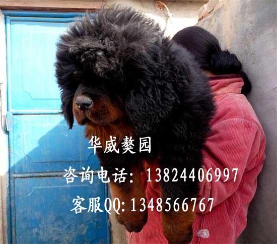 供应泰迪熊什么地方有卖藏獒犬