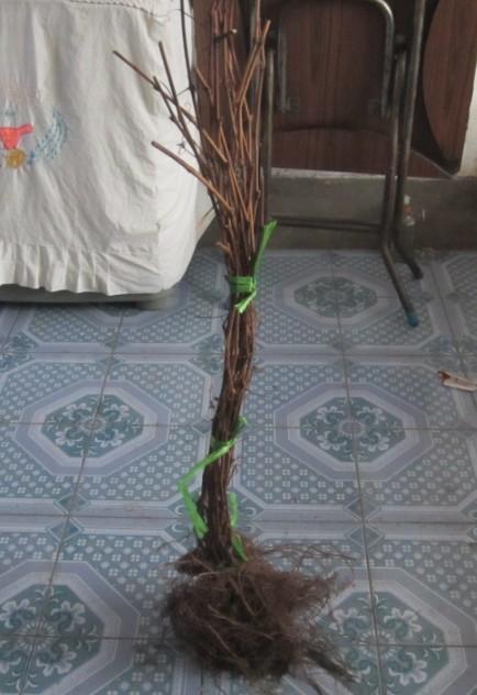 供應(yīng)黑河哪有賣葡萄苗的