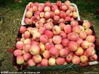 供應山東紅嘎啦/山東紅嘎啦蘋果/山東紅嘎啦蘋果價格