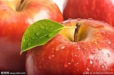 供應(yīng)山東藤木遼伏蘋果，山東藤木蘋果價(jià)格，山東遼伏蘋果產(chǎn)地