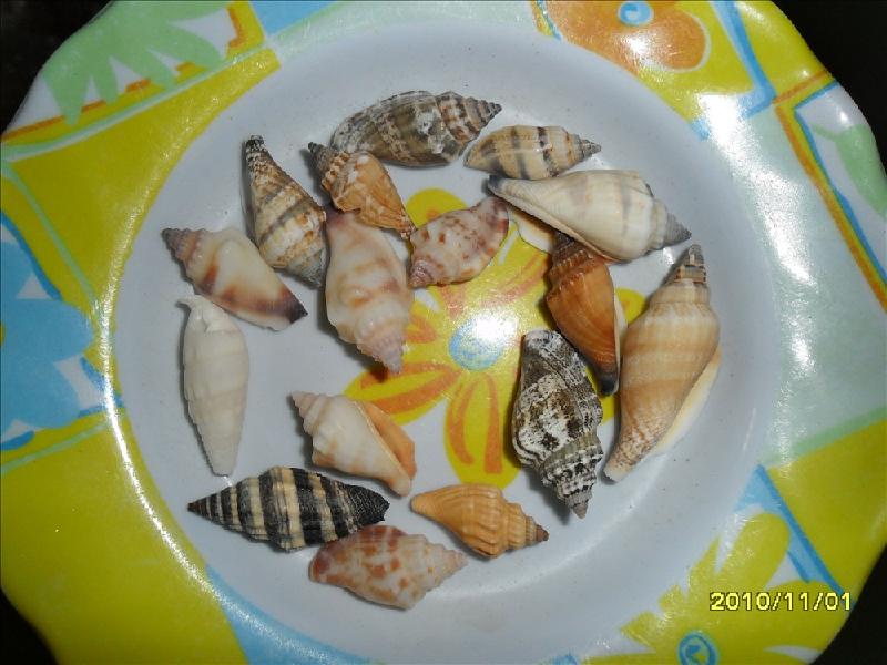 供應(yīng)黑釘螺