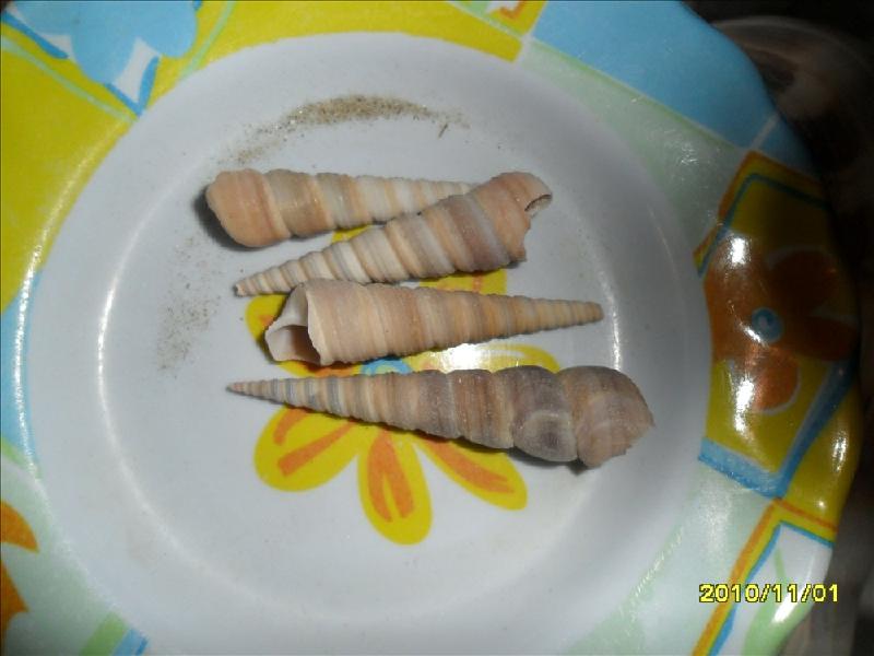 供應(yīng)海參螺