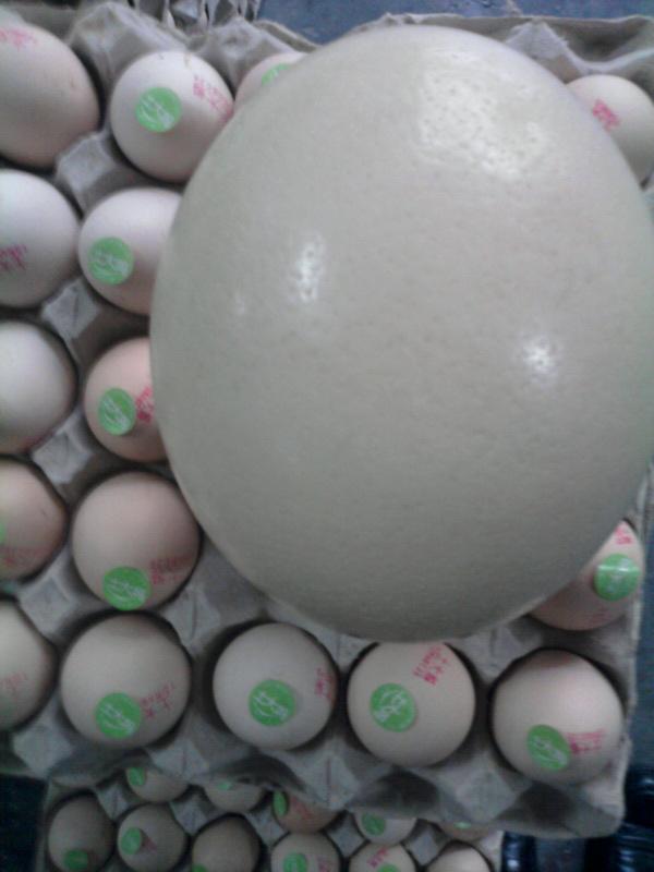 供應珠海鴕鳥蛋