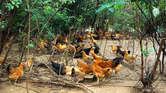 鄉(xiāng)下農(nóng)家蛋圖片