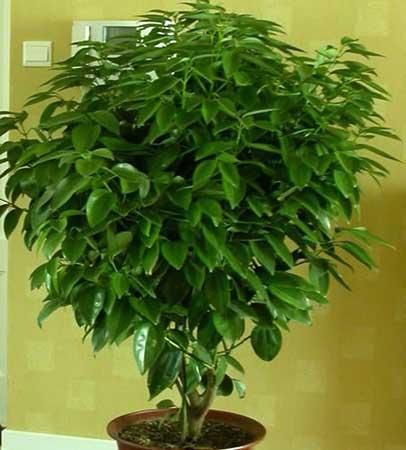 供應(yīng)植物租擺綠植租賃