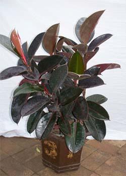 供應(yīng)綠植花卉租擺綠植租擺公司