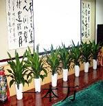 花卉租賃花卉租擺植物租賃圖片