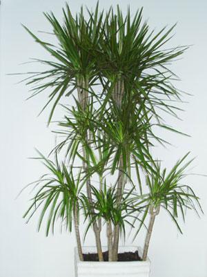 供應花卉銷售花卉租擺