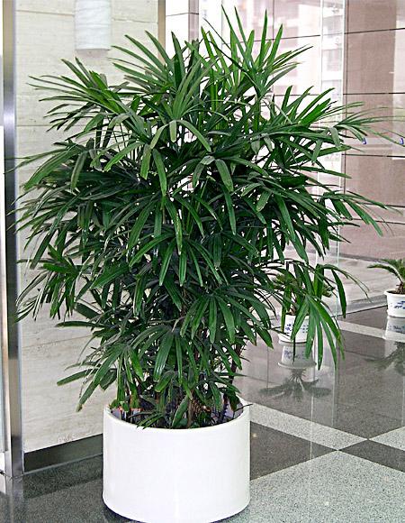 供應(yīng)植物租擺綠植租賃