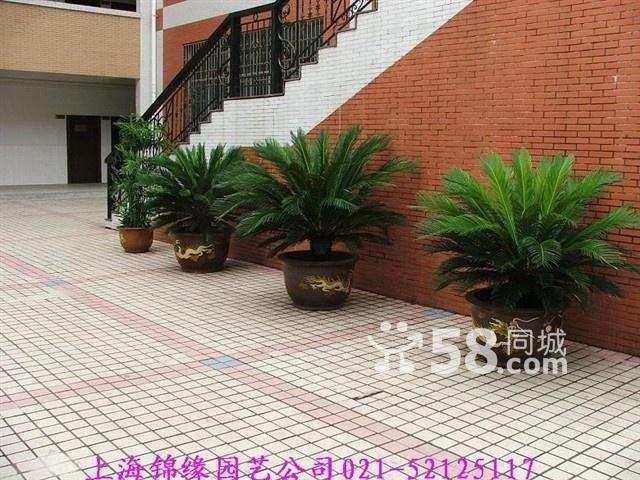 供應(yīng)綠色植物租賃