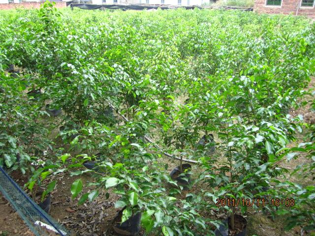 供應(yīng)垂葉榕，耐寒常綠植物，垂榕柱，花葉垂榕批發(fā)銷售，福建綠苗園藝