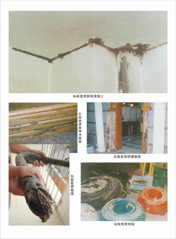 東莞白蟻防治公司提醒用戶應(yīng)預(yù)防-白蟻的滅蟻方法,防水補漏公司