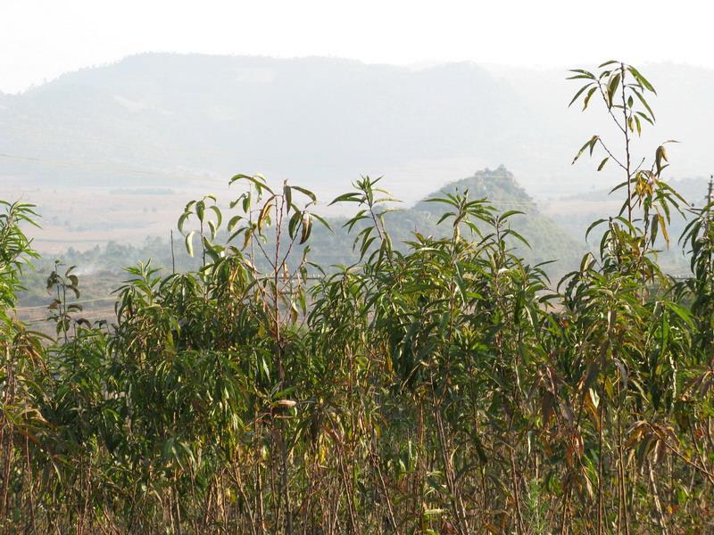 供應華北星林苗圃供桃苗報價