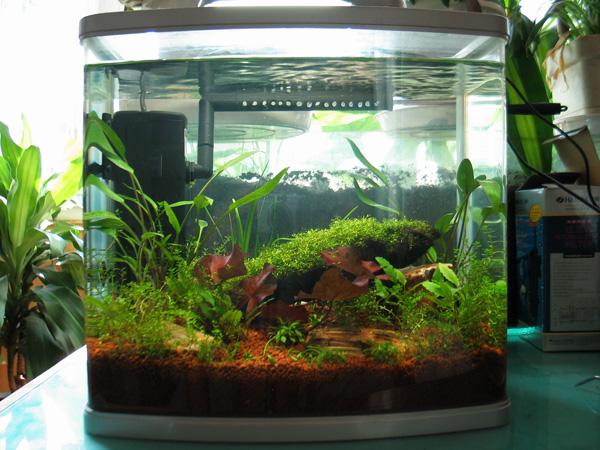 供應(yīng)越秀上門魚缸換水清洗越秀魚缸清洗換水魚病防治魚缸定做