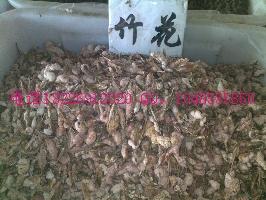 供應(yīng)花蕊石竹花價格 優(yōu)質(zhì)石竹花批發(fā)價格