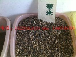 供應(yīng)沒食子白芷種子批發(fā)薏米種子批發(fā)