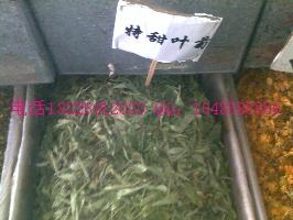 供應(yīng)烏龍?zhí)倥l(fā)野葡萄根批發(fā)