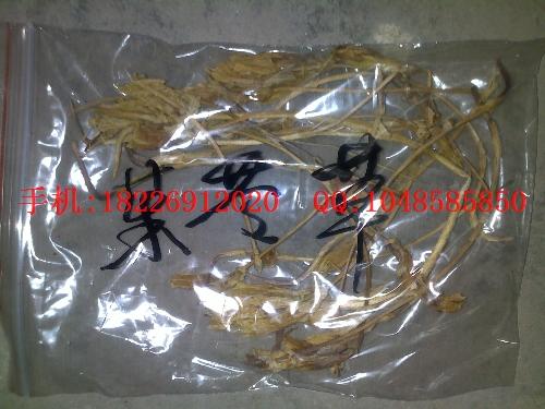 供應(yīng)福壽草批發(fā)三白草批發(fā)價格