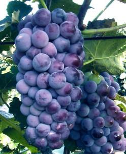 供應(yīng)本溪著色香葡萄苗，桓仁出售茉莉香葡萄苗