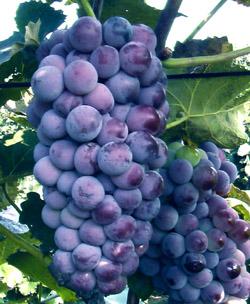 供應(yīng)鳳城出售郁金香葡萄苗，寬甸夏黑葡萄苗