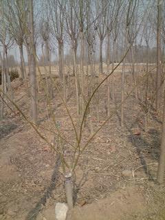 供應(yīng)國槐楊樹柳樹白蠟石榴樹