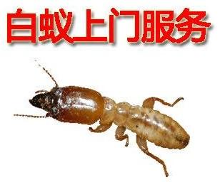 供應成都酒店滅鼠滅蟑螂跳騷白蟻 成都倫多潔13281036525