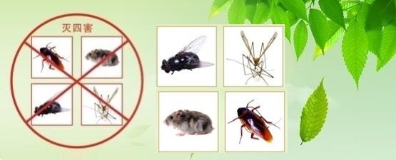 供應(yīng)成都滅鼠公司找倫多潔更專業(yè)