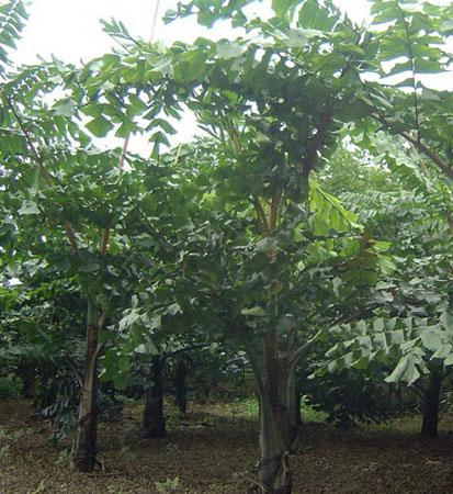 供應董棕批發(fā)出售基地