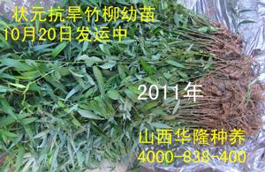 供應(yīng)華隆竹柳小苗