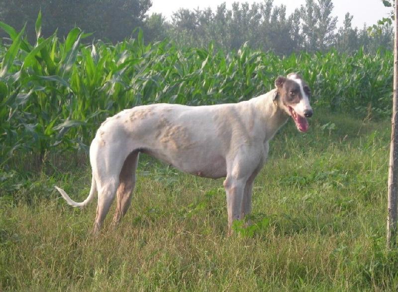 供应哪里有卖格力犬惠比特猎犬牧羊犬细犬牧羊犬的？图片