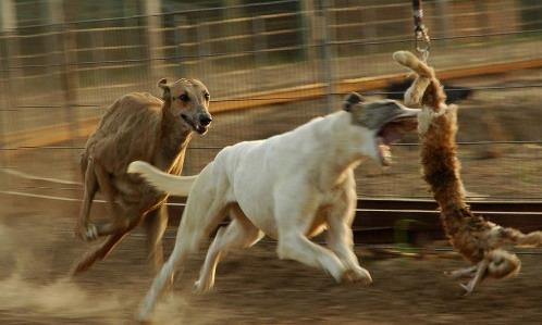 赛犬猎犬格力犬灵缇犬惠比特犬杜格图片