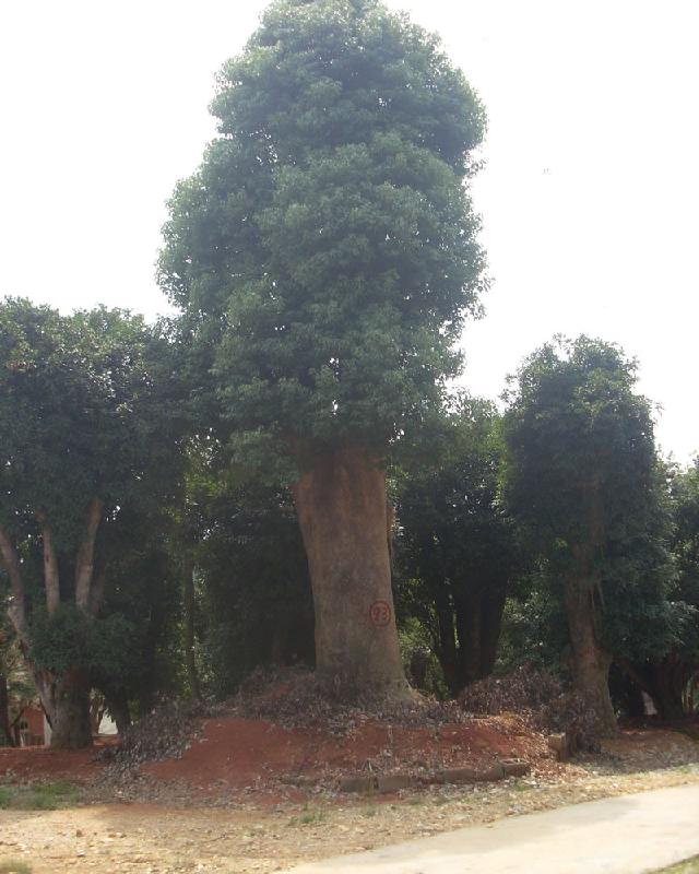 益阳市衡阳香樟树种植基地厂家供应衡阳香樟树种植基地，衡阳香樟树批发，衡阳香樟树价格