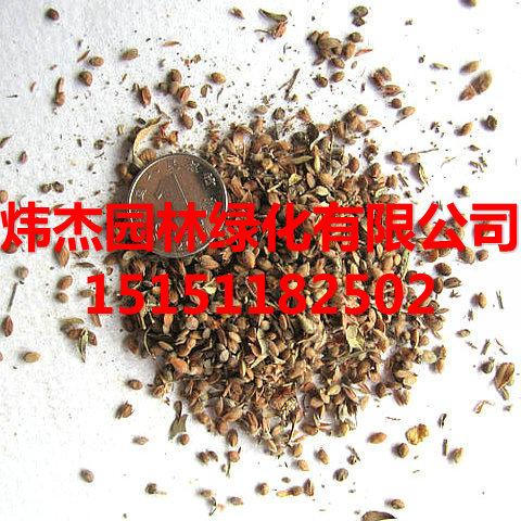 供应江苏胡枝子种子繁殖培育