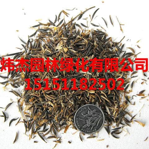 供应万寿菊.万寿菊种子，万寿菊苗子，万寿菊种子价格图片