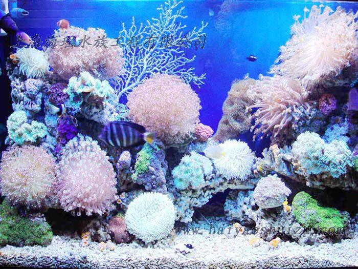 供應(yīng)海水魚缸工程定做/海水魚缸批發(fā)定做/海水魚缸廠家批發(fā)定做